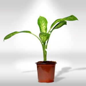 Dieffenbachia Amoena Tropic Snow