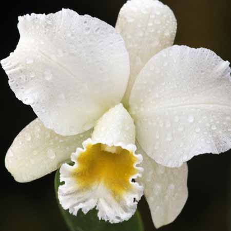 Cattleya Orchid Plants - Image 2