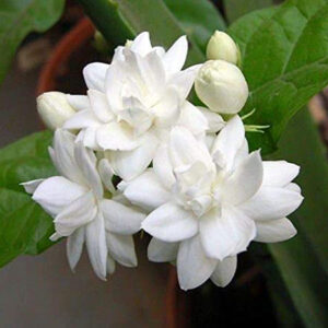 Jasmine