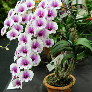 Dendrobium Orchid plants