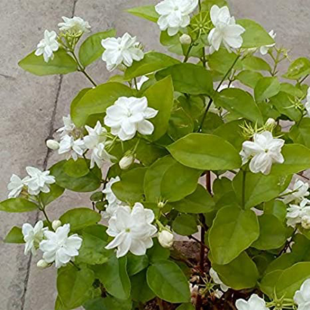 Jasmine - Image 3