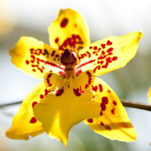 Oncidium Orchid Plant of different colors