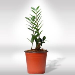 ZZ PLANT (Zamioculcas zamiifolia)