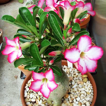 Adenium (Seeding/Grafting)