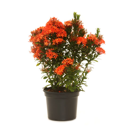 Ixora - Image 2